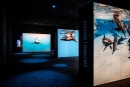 ‘the living sea’ – general view, in front of the light boxes